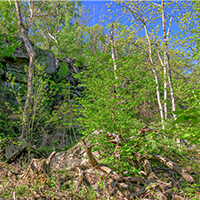 200x200_0005_GregMiller_Moza_007-1