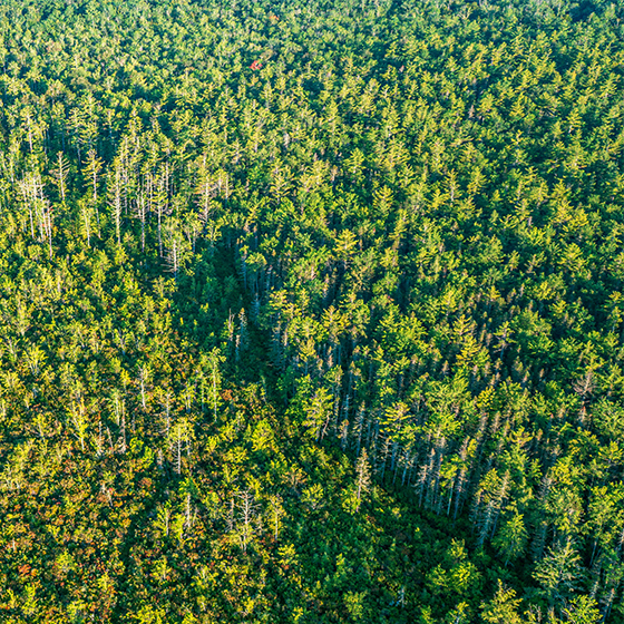 Aerial view of a forest